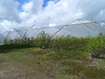 Tunnel aux myrtilles